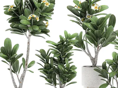 Decorative plumeria trees for the interior in white pots 558 3D model