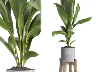 indoor plant 044 3D model