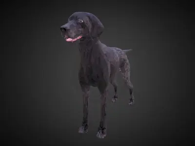 Kurtshaar Black Low Polygon Art Animal Low-poly 3D model