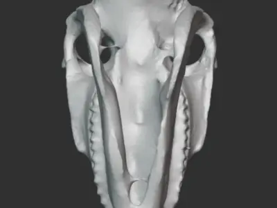 3d scan of a pony mule skull 3D model