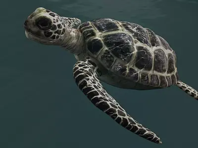 3D Model Sea Turtle Low-poly 3D model