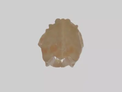 Cynodont Fossil Model mammallike reptile Low-poly 3D model