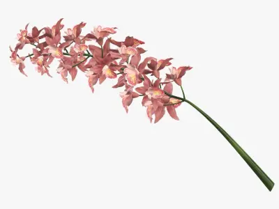 Branch with flowers orchid 3D model