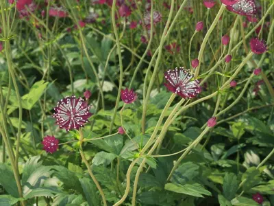 Astrantia major ruby cloud 3D model