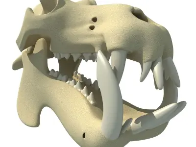Hippo Skull  3D model