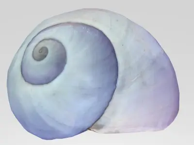 Purple seashell photoscan Janthina janthina Low-poly 3D model