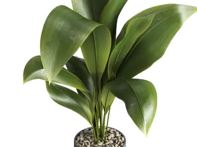 indoor plant 027 3D model