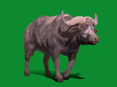 African Buffalo Low-poly 3D model