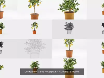 Collection of Citrus Houseplant - 7 Models