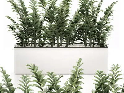 Zamioculcas in pots for the interior 534 3D model