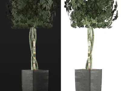 Plants Collection 69 3D model