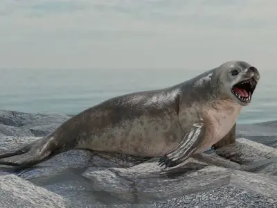 Seal and Polar Seal Low-poly 3D model