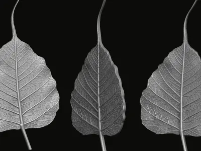 Bodhi leaf Relief 3D print model