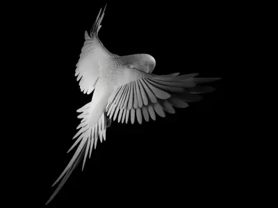 parrot 3D print model