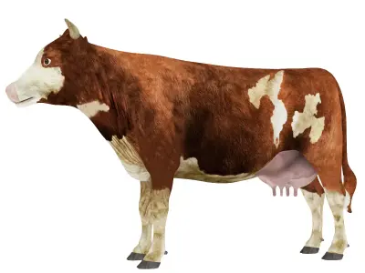 Low Poly Holstein Cow Unwapped 4K And High Poly Game Ready Low-poly 3D model