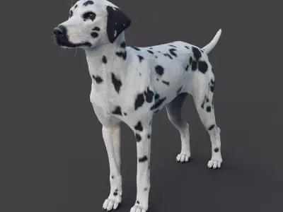 Dalmatian 3D model