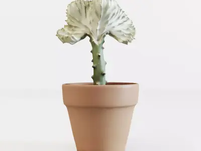 Coral Cactus 3D model