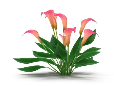 Calla Lily Pink 3D model