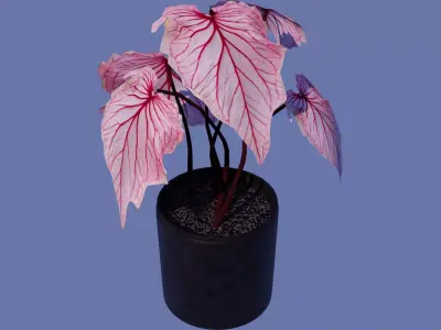 Pink Monstera Plant  Low-poly 3D model