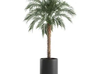 Decorative Phoenix roebelenii palm in a black flowerpot 617 3D model