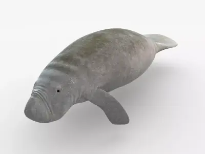 West Indian manatee Low-poly 3D model