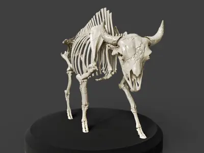Realistic Bison Skeleton 3D model