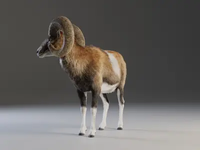 Ovis Ammon Male Animated - VFX Grace 3D model