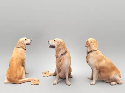 Golden retriever 38 Low-poly 3D model