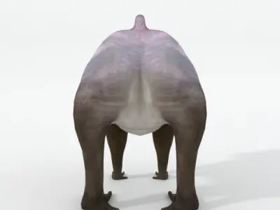 Mandrill rhinoceros Low-poly 3D model