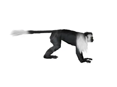 Colobus monkey with realistic fur Low-poly 3D model