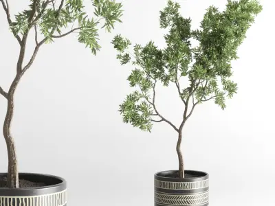 collection Indoor plants hanging pot