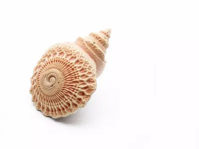 Textured Ocean Shell model pack Texture