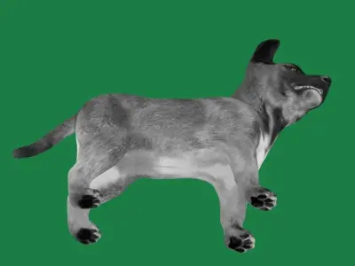 Belgian Shepherd Puppy Dog Low-poly 3D model