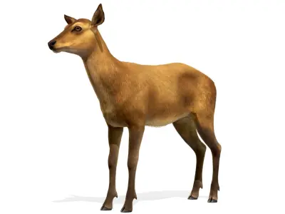 Red Deer Doe Low-poly 3D model