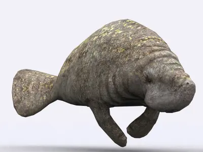 3DRT - Sealife - Manatee Low-poly 3D model