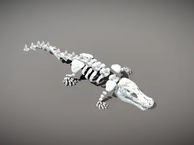 Crocodile Skeleton Low-poly 3D model