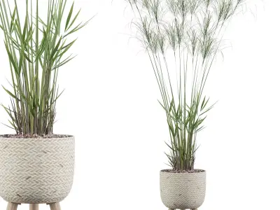 Cyperus Nofretete 01 3D model