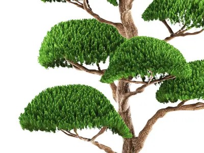 bonsai tree 3D model