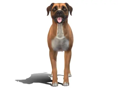 Dog - Boxer Low-poly 3D model
