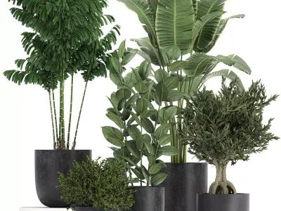 Collection of decorative plants in flowerpots 808 3D model