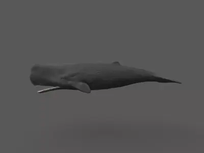 Sperm whale 3D model
