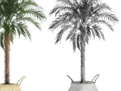 Decorative Phoenix roebelenii palm in a basket 618 3D model