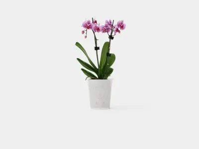 Phalaenopsis hybr 15 mini flower mix Low-poly 3D model