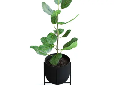 Ficus Plant 3D model
