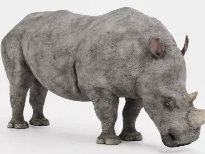 -White Rhinoceros- 3D model