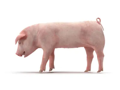 PIG MODEL 3D model