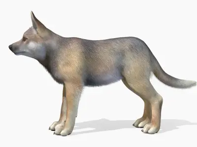 Wolf - Cub Low-poly 3D model