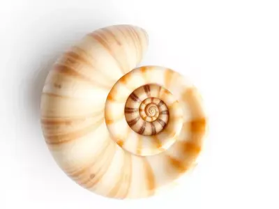 Spiral Seashell model pack Low-poly 3D model