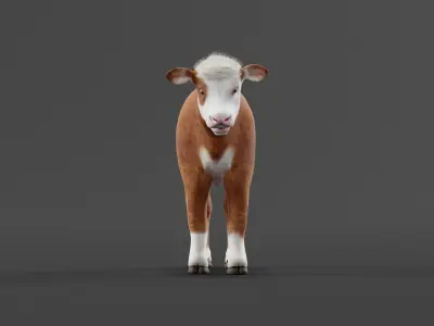 Hereford Cattle Calf Low-poly 3D model