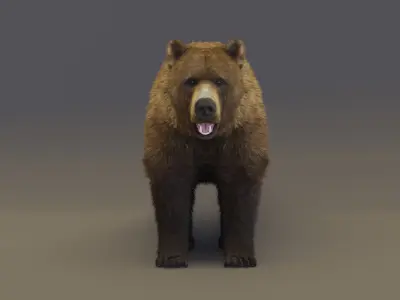 Brown Bear 3D model